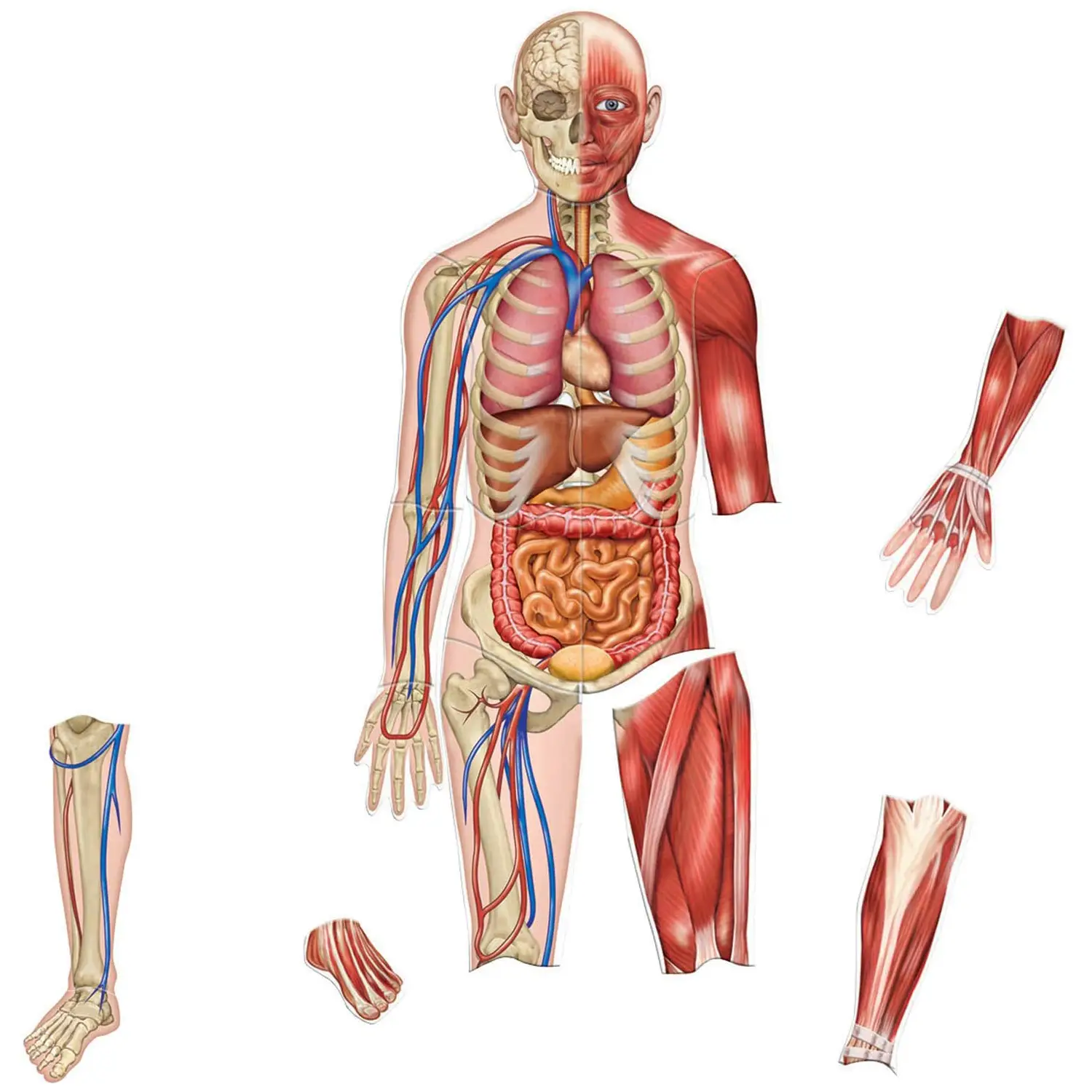 Corpo Umano Magnetico per Dimostrazioni – Modello Anatomico con 17 Magneti - II corpo umano