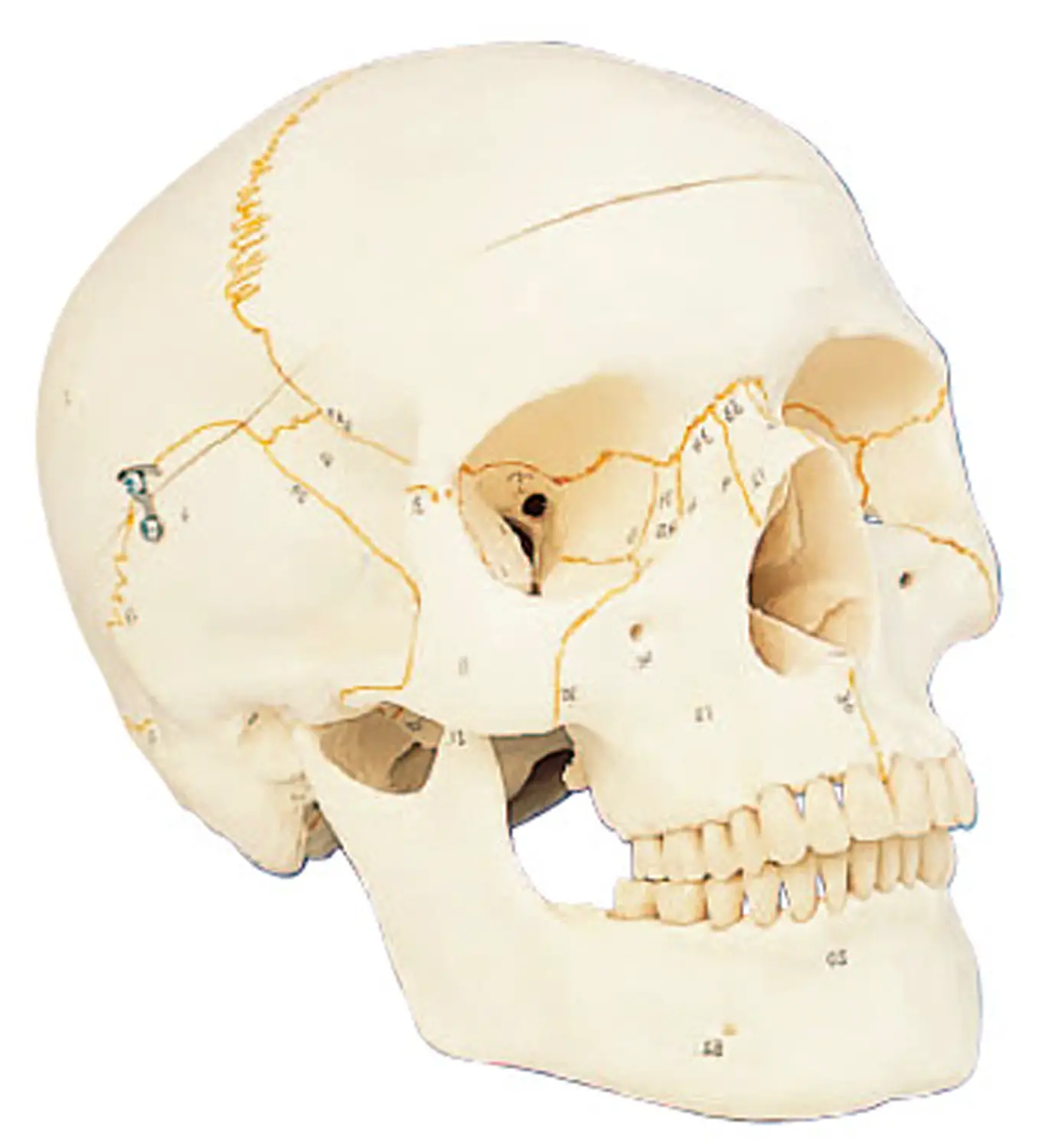 Modello Cranio Umano con Numerazione – Grandezza Naturale e Parti Smontabili - II corpo umano