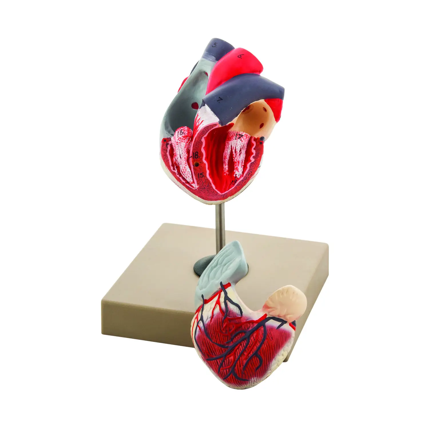 Modello Cuore Scomponibile in 2 Parti – Modello Didattico Anatomico - II corpo umano