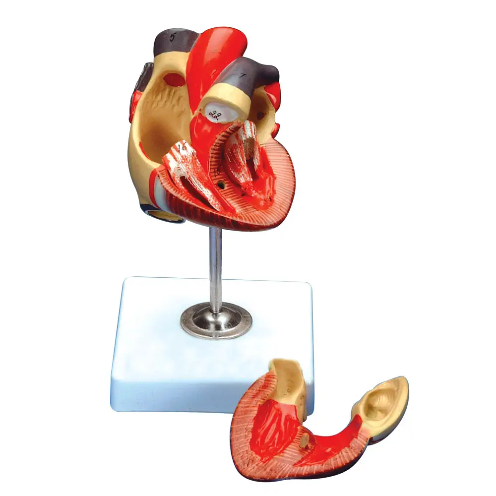 Modello Cuore Scomponibile in 2 Parti - II corpo umano