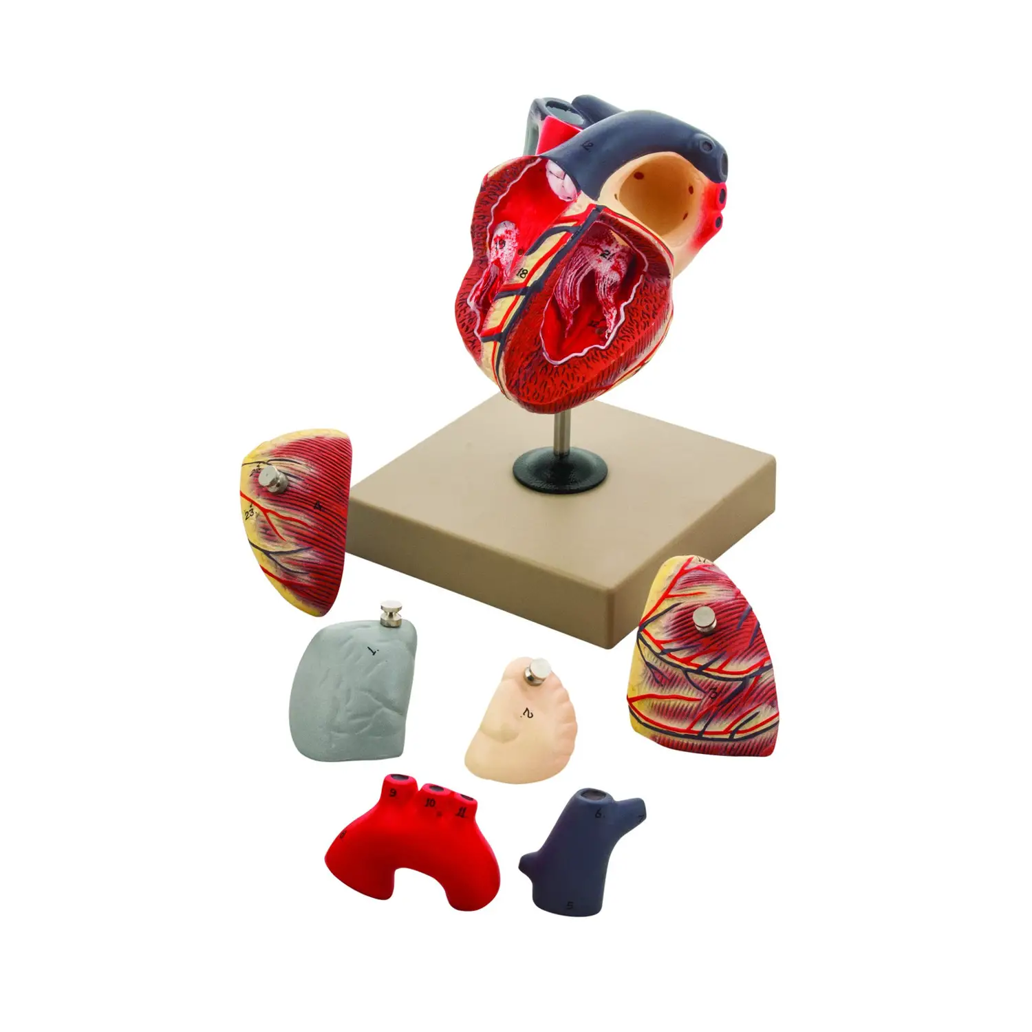 Modello Cuore Ingrandito Scomponibile in 7 Parti – Modello Didattico Anatomico - II corpo umano