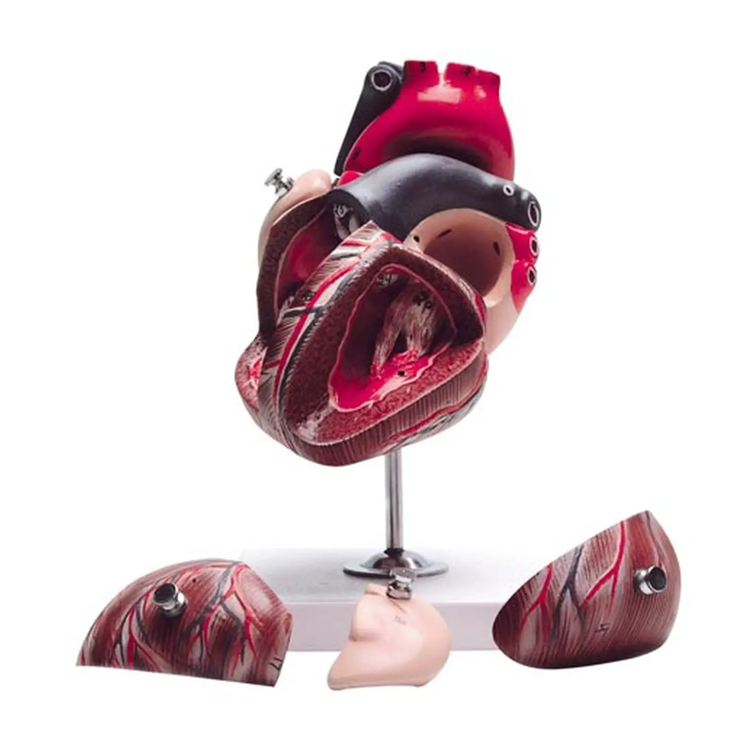 Modello Cuore Ingrandito Scomponibile in 7 Parti - II corpo umano