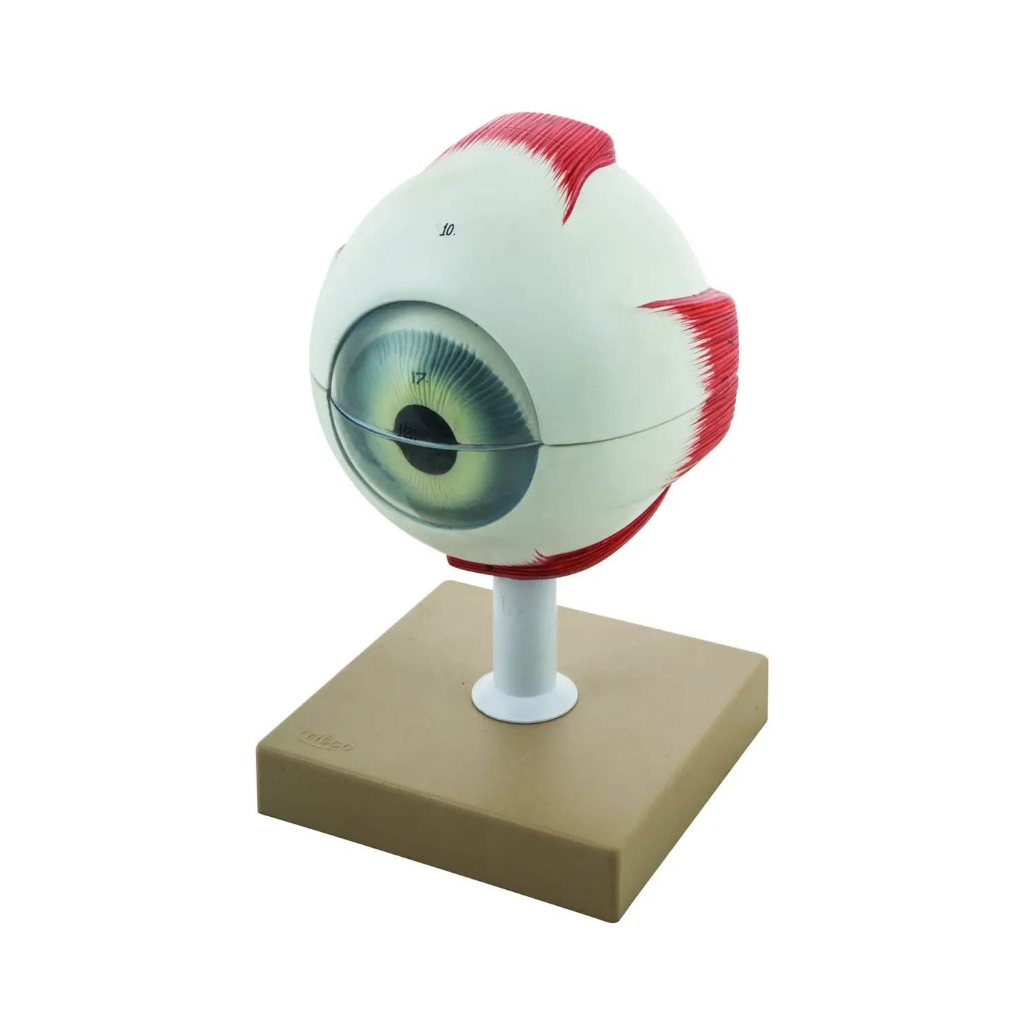 Modello Occhio Scomponibile in 6 Parti – Modello Didattico Anatomico - II corpo umano