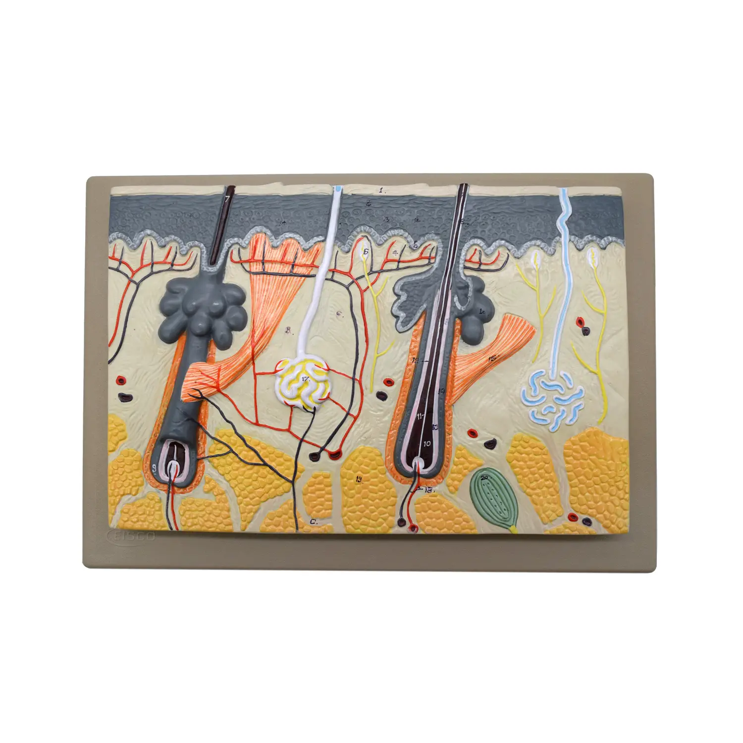 Modello Pelle – Modello Didattico Anatomico Ingrandito 40x - II corpo umano