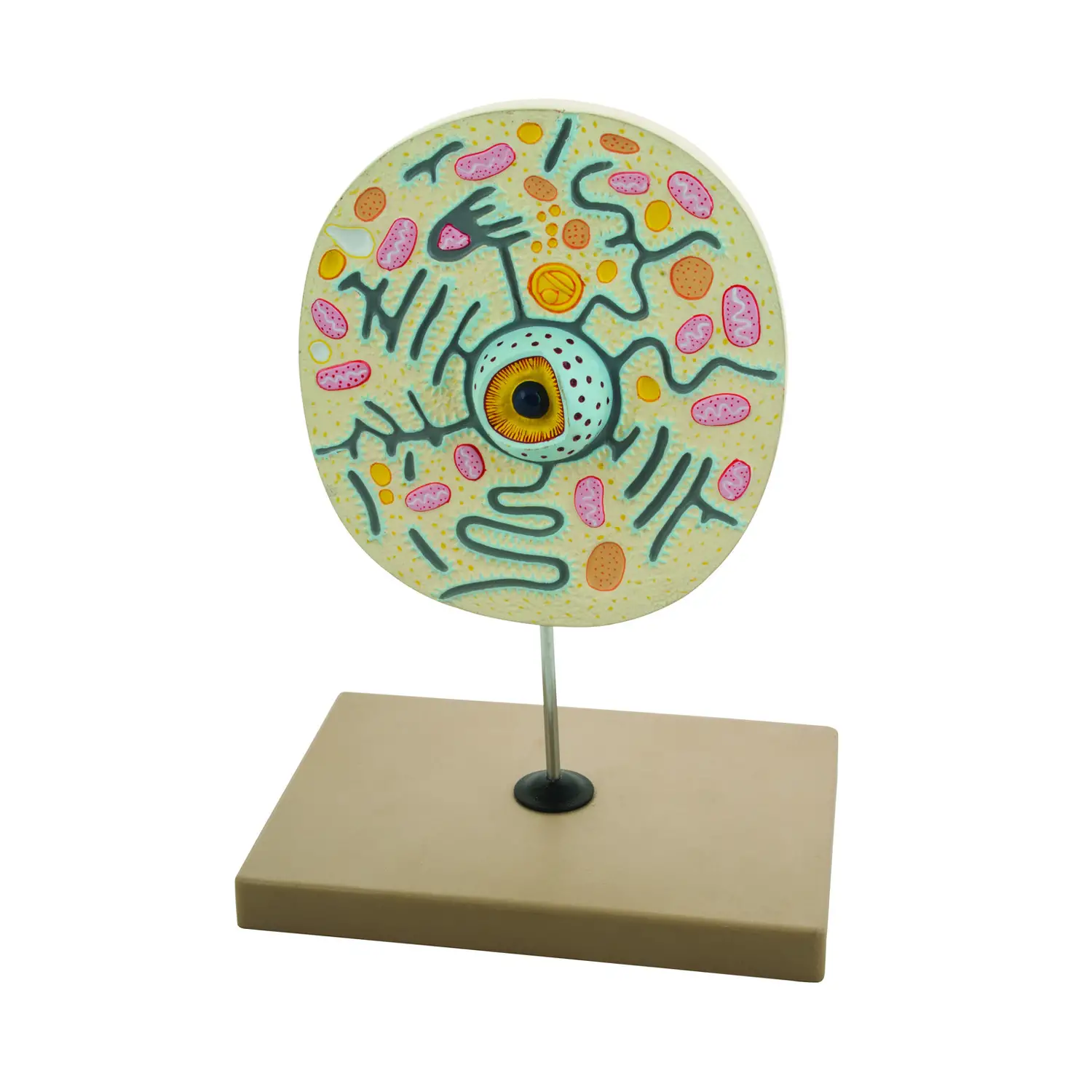 Modello Cellula Animale 2 – Modello Tridimensionale Didattico con Parti Numerate - II corpo umano