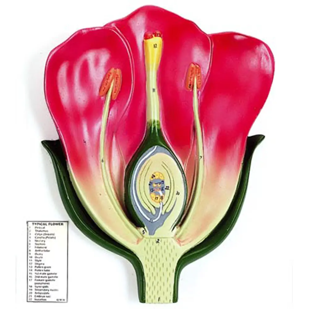 Modello Didattico di Fiore – Sezione Mediana con Nomenclatura in Inglese 33x23 cm - Geografia e scienze naturali