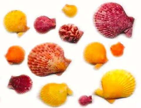 Decorazioni per Cera Gel: Inclusioni Conchiglie