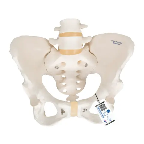 SCHELETRO BACINO FEMMINILE
