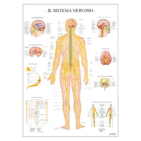 Poster Scientifico: Sistema Nervoso