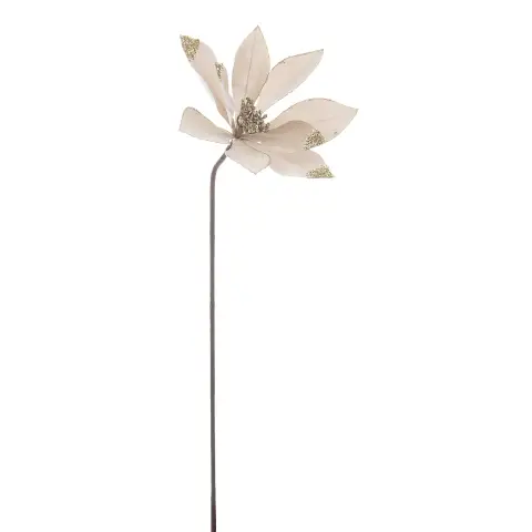 Poinsettia Cleofe Champagne 26x50h