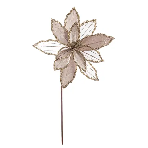 Poinsettia Dollie Trasp Champagne 30x60h
