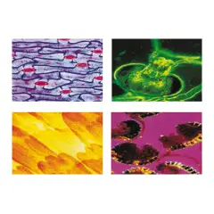 Konus Vetrini Preparati Biologia Generale – Set 10 Vetrini per Microscopio