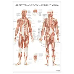 Poster Scientifico Sistema Muscolare – Tavola Didattica ad Alta Definizione